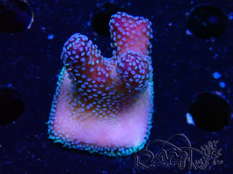 WYSIWYG Stylophora Pink Blue Polyps 1J6