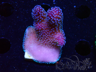 WYSIWYG Stylophora Pink Blue Polyps 1J3