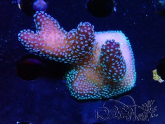 WYSIWYG Stylophora Pink Blue Polyps 1J4
