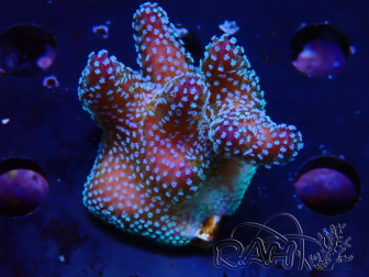 WYSIWYG Stylophora Pink Blue Polyps 1J6