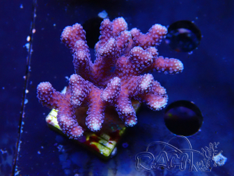 WYSIWYG Stylophora Purple Thin Branch 1M5
