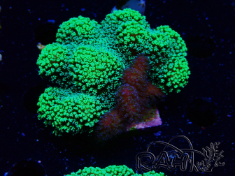 WYSIWYG - Stylophora Chimera (Pink and Green Bush/Green Fluo) 1