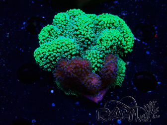 WYSIWYG - Stylophora Chimera (Pink and Green Bush/Green Fluo) 2
