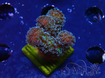 WYSIWYG Stylophora Pinkish 1Q4