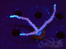 WYSIWYG - JF TNT Anacropora 1
