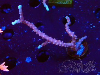 WYSIWYG - JF TNT Anacropora 1