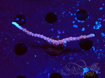 WYSIWYG - JF TNT Anacropora 1Y4
