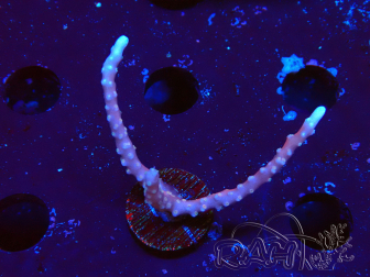 WYSIWYG - JF TNT Anacropora 1Y4