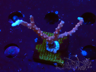 WYSIWYG - JF TNT Anacropora 1
