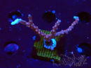WYSIWYG - JF TNT Anacropora 1