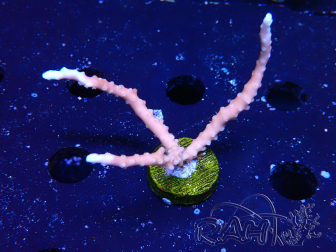 WYSIWYG - JF TNT Anacropora 1