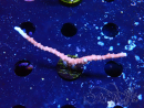 WYSIWYG - JF TNT Anacropora 1