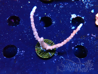WYSIWYG - JF TNT Anacropora 1Y4