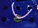 WYSIWYG - JF TNT Anacropora 1