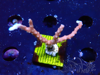 WYSIWYG - JF TNT Anacropora 1Y4
