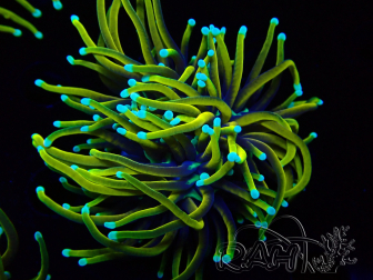 WYSIWYG - Euphyllia glabrescens Hellfire (Elevage) 66A