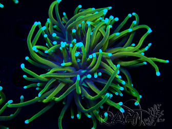 WYSIWYG RAH Euphyllia glabrescens (Breeding Recifathome) 16B2