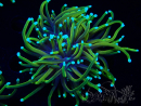 WYSIWYG RAH Euphyllia glabrescens (Kweek Recifathome) 16B2