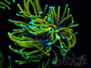 WYSIWYG RAH Euphyllia glabrescens Hellfire (Elevage) A7