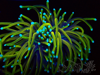 WYSIWYG - Euphyllia glabrescens Hellfire (Breeding) 66A