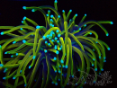 WYSIWYG RAH Euphyllia glabrescens (Breeding Recifathome) 16B2