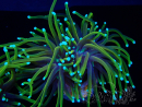 WYSIWYG RAH Euphyllia glabrescens Hellfire (Elevage) A8