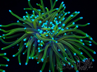 WYSIWYG RAH Euphyllia glabrescens (Breeding Recifathome) 16B2