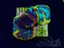 WYSIWYG - KO Favia Burning Passion I5