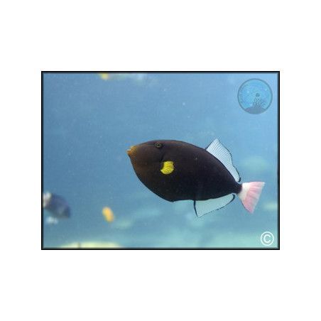 Melichthys vidua