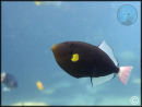 Melichthys vidua