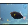 Melichthys vidua