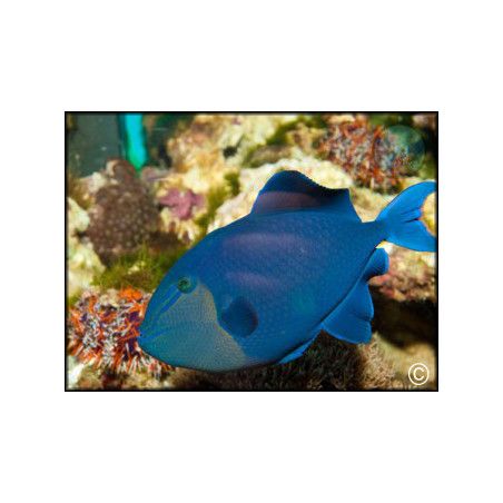 Odonus niger