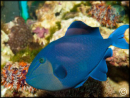 Odonus niger
