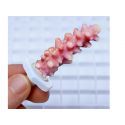 Coral Plugs Seachem
