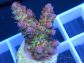 Acropora ultra pink limonade Taille S