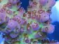 Acropora ultra pink limonade Taille S
