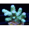 Acropora florida ultra vert pointes roses Taille S