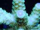 Acropora florida ultra vert pointes roses Taille S