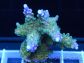 Acropora ultra purle tips Taille S
