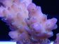 Acropora ultra rose polypes vert Taille S