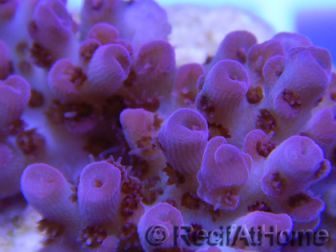 Acropora ultra Hyacynthus red  Taille S