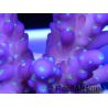 Acropora ultra nana violet green tips
