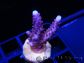 Acropora ultra Violet bleuté Taille S