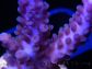 Acropora ultra Violet bleuté Taille S