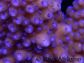 Acropora ultra humilis polypes bleus Taille S