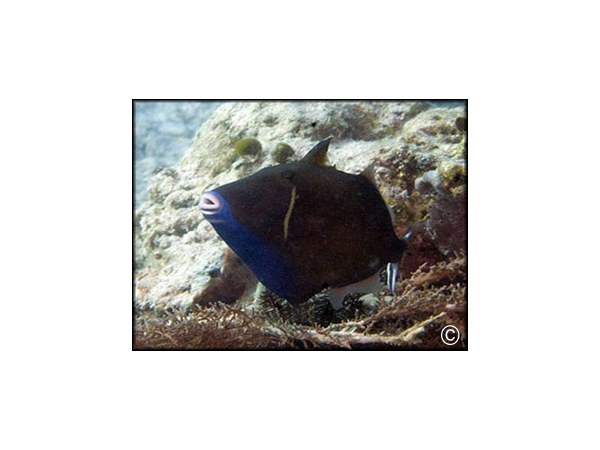 Sufflamen chrysopterum