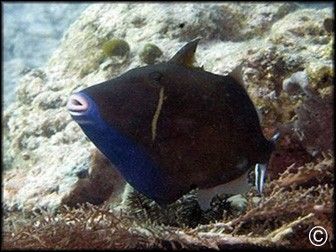 Sufflamen chrysopterum