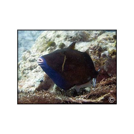 Sufflamen chrysopterum