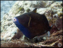 Sufflamen chrysopterum