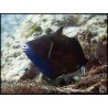 Sufflamen chrysopterum